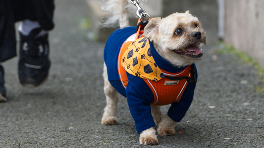 Join the Dog Wall of Fame